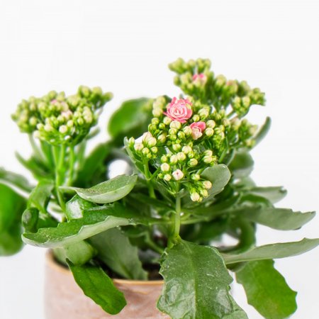 Plant Kalanchoë
