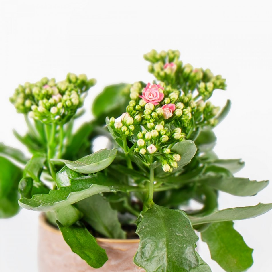 Plant Kalanchoë