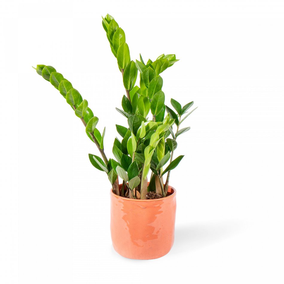 Plant Zamiaculas
